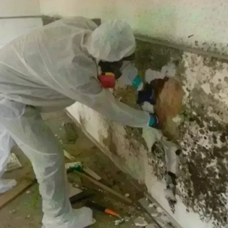 Mold Remediation and Removal in Winter Haven, FL